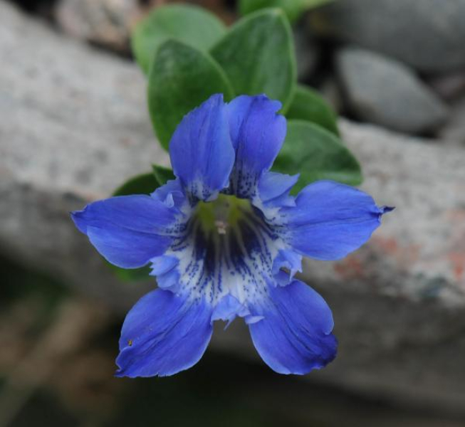 Gentiana cachemirica
