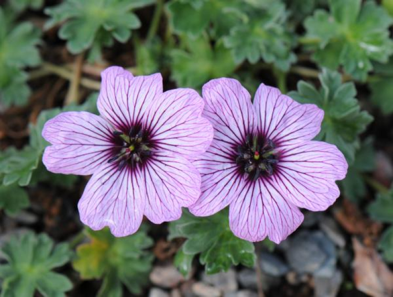 Geranium cinereum 'Ballerina'