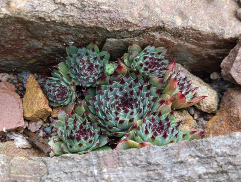 Sempervivum calcareum