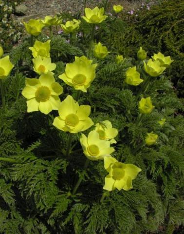 Pulsatilla alpina subsp. apiifolia