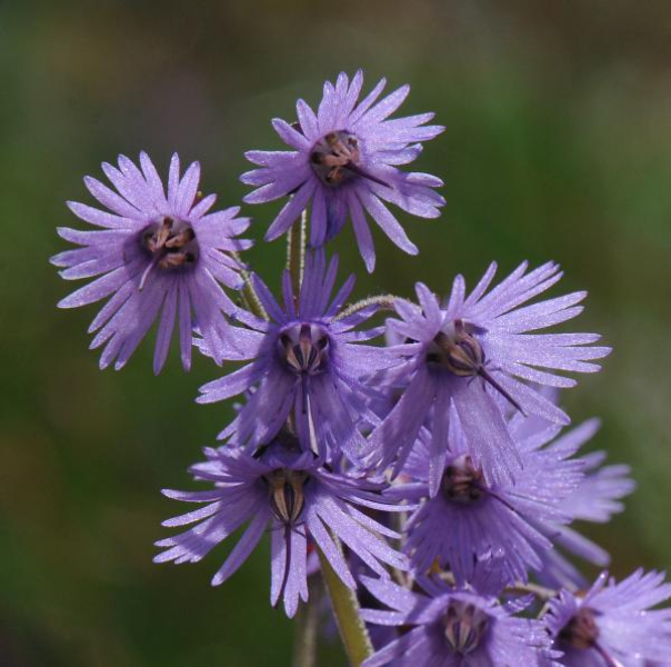 Soldanella hungarica