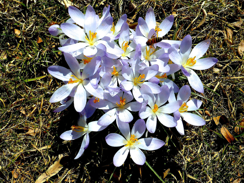 Crocus tommasinianus Crocus tommasinianus