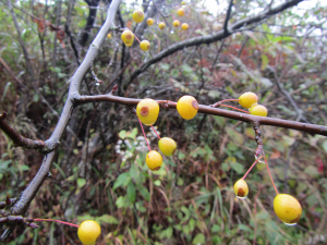 Yellow fruit on Malus cf. prunifolia