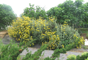 Phlomis fruticosa blooms in front of a fig.