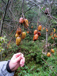 Nuts on Rehderodendron macrocarpum