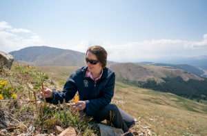 emily Griffoul collecting seed from Silky Phacelia (Phacelia sericea) Photo: Dominique Taylor emily Griffoul collecting seed from Silky Phacelia (Phacelia sericea) Photo: Dominique Taylor