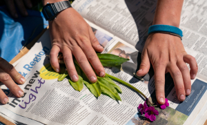 Preparing an herbarium specimen of Primula parryi in the field. Photo: Dominique Taylor Preparing an herbarium specimen of Primula parryi in the field. Photo: Dominique Taylor