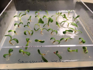 Testing viability of Saussurea weberi seed Testing viability of Saussurea weberi seed