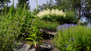 Teucrium, Digitalis and Veronica help the great plumes of Aruncus to show off in the European garden. Teucrium, Digitalis and Veronica help the great plumes of Aruncus to show off in the European garden.