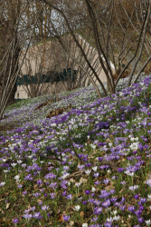 Stinzenplanten growing on a slope with Corylus as the overstory. Photo provided by Utrecht Botanic Gardens. Stinzenplanten growing on a slope with Corylus as the overstory. Photo provided by Utrecht Botanic Gardens.