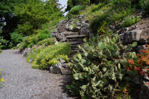 The Opuntia in the North American garden is of great interest to visitors who are impressed that this can survive the Dutch weather. The hot red of Penstemon pinifolius creeps into the picture, complementing the carpet of Eriogonum umbellatum on the other side. The Opuntia in the North American garden is of great interest to visitors who are impressed that this can survive the Dutch weather. The hot red of Penstemon pinifolius creeps into the picture, complementing the carpet of Eriogonum umbellatum on the other side.