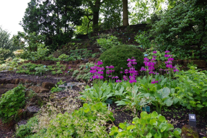 Peat beds, left upper side, rebuilt winter and spring of 2020-2021 . Peat beds, left upper side, rebuilt winter and spring of 2020-2021 .