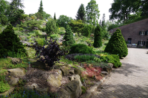 The old cultivar beds The old cultivar beds