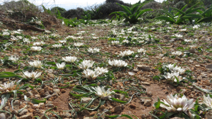 Androcymbium rechingeri covers the ground of Elafonisi in western Crete