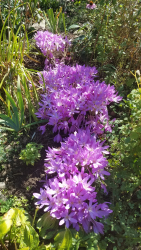 C. autumnale ‘Nancy Lindsay’