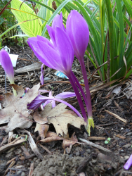 Colchicum speciosum 'Atrorubens'