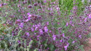 Salvia pinnata