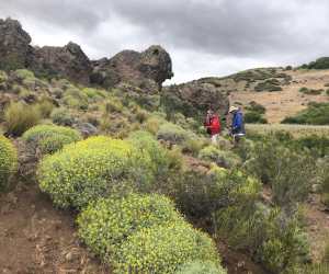 Mulinum spinosum Mulinum spinosum