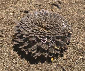 Viola trochlearis Viola trochlearis