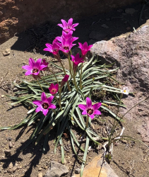 Rhodolirium andicola Rhodolirium andicola