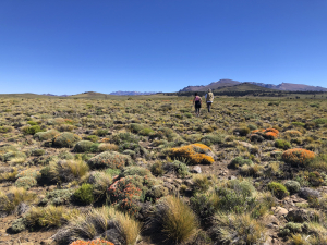 Anarthrophyllum burkartii Anarthrophyllum burkartii