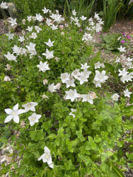 Wahlenbergia undulata