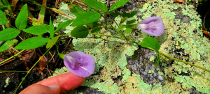 Clitoria mariana Clitoria mariana