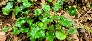 Galax urceolata with ruffled, glossy leaves Galax urceolata with ruffled, glossy leaves