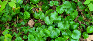 Galax urceolata with scalloped leaf margins. Galax urceolata with scalloped leaf margins.