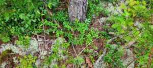 Yellow jessamine (Gelsemium sempervirens) on a dry sandstone ridge under a pine. Yellow jessamine (Gelsemium sempervirens) on a dry sandstone ridge under a pine.