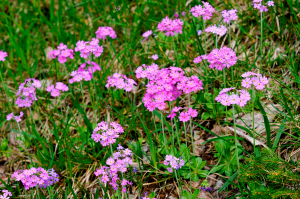 Primula farinosa