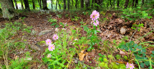 Sabatia capitata Sabatia capitata
