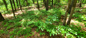 Muscadine grape (Vitis rotundifolia) growing as a ground cover Muscadine grape (Vitis rotundifolia) growing as a ground cover