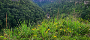 Yucca filamentosa on a sandstone ledge Yucca filamentosa on a sandstone ledge