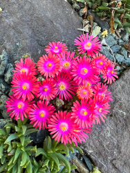 A Delosperma seeding
