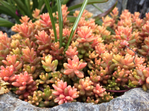 Sedum album ‘Variegata’