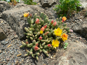 Opuntia fragilis ‘Little Grey Mound’