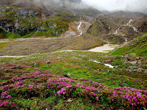 Rhododendron setosum 
