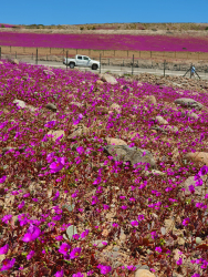 Magenta carpet of Cistanthe sp