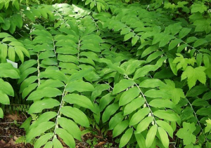 Palm-like Polygonatum foliage 