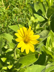 Silphium glutinosum Silphium glutinosum
