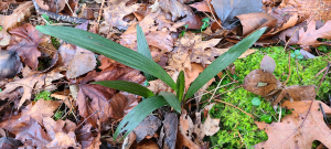 Seedling from Trachycarpus wagnerianus