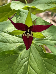 Red form of Trillium erectum Red form of Trillium erectum