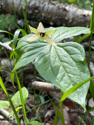 White form of Trillium erectum White form of Trillium erectum