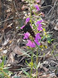 Dicerandra odoratissima Dicerandra odoratissima