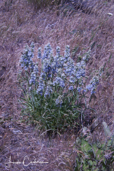 Frasera albicaulis var. columbiana Frasera albicaulis var. columbiana