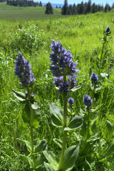 Frasera fastigiata Frasera fastigiata