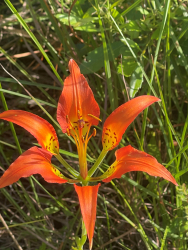 Lilium catesbyi Lilium catesbyi