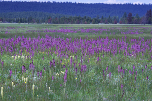 Pedicularis groenlandica growing Logan Valley in central Oregon. Pedicularis groenlandica growing Logan Valley in central Oregon.