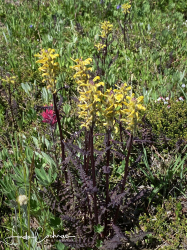 Pedicularis rainierensis Pedicularis rainierensis